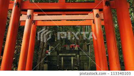 Nature, forest and Torii gate monument in Kyoto with peace, mindfulness and travel with spiritual history. Architecture, Japanese culture and Shinto shrine in woods with sculpture, memorial and trees 113340103