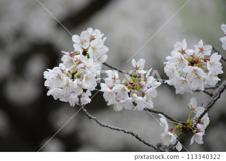 櫻桃樹 櫻桃樹 113340322