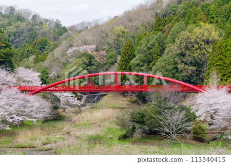 Lake Otaki Bridge and cherry blossoms (Toyota City, Aichi Prefecture) Lake Otaki Bridge and cherry blossoms (Toyota City, Aichi Prefecture) 113340415