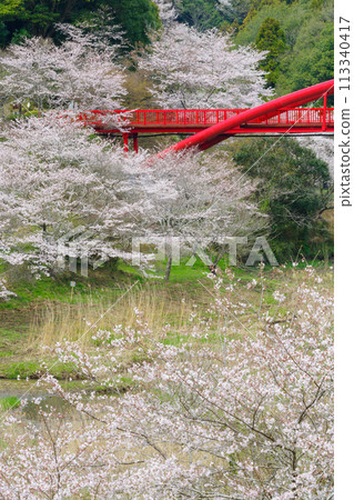 Lake Otaki Bridge and cherry blossoms (Toyota City, Aichi Prefecture) 113340417
