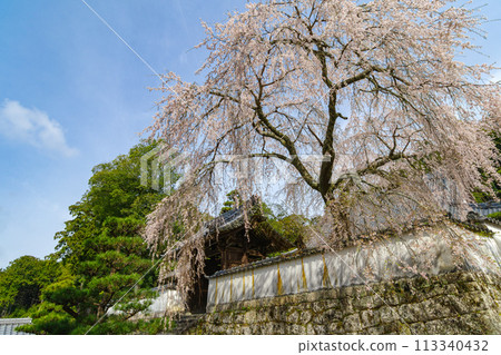 鬆平鄉湖月院（愛知縣豐田市）德家康親手種植的垂枝櫻花 113340432