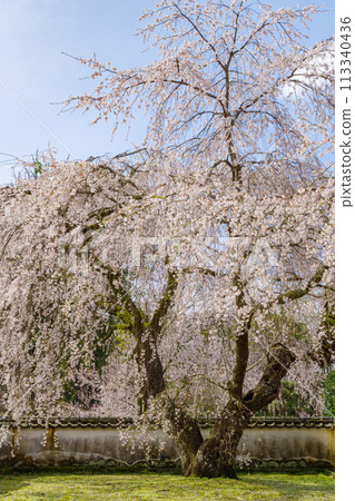 Weeping cherry tree at Kougetsu-in Temple in Matsudaira-go (Toyota City, Aichi Prefecture) Hand-planted by Ieyasu 113340436
