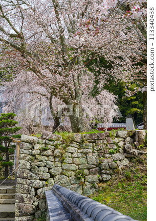鬆平鄉湖月院的垂枝櫻花(愛知縣豐田市) 鬆平鄉湖月院的垂枝櫻花(愛知縣豐田市) 113340438