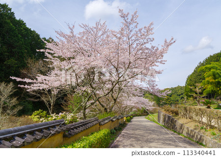 Muromachi walls and cherry blossoms in Matsudaira-go (Toyota City, Aichi Prefecture) 113340441
