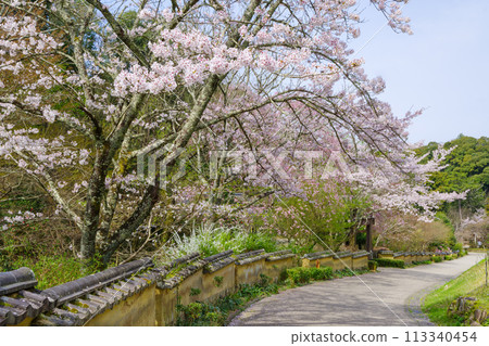 鬆平鄉的室町柵欄和櫻花（愛知縣豐田市） 113340454