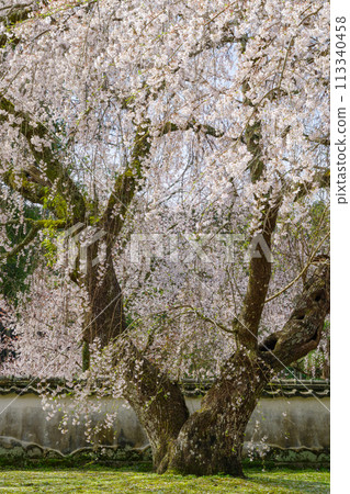 鬆平鄉湖月院(愛知縣豐田市)德家康親手種植的垂枝櫻花 鬆平鄉湖月院(愛知縣豐田市)德家康親手種植的垂枝櫻花 113340458