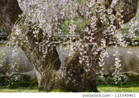 鬆平鄉湖月院（愛知縣豐田市）德家康親手種植的垂枝櫻花 113340461
