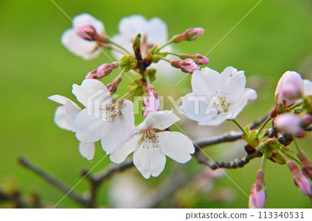 Arrival of early spring - Early-blooming cherry blossoms - Close-up 113340531