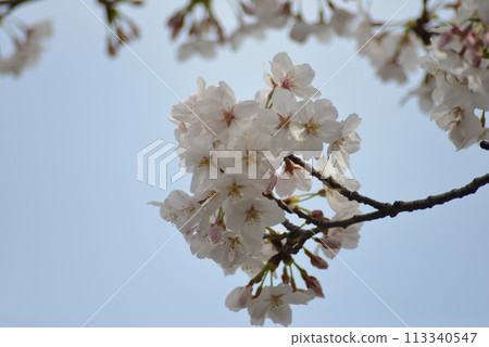 Cherry Blossoms Cherry Blossoms 113340547
