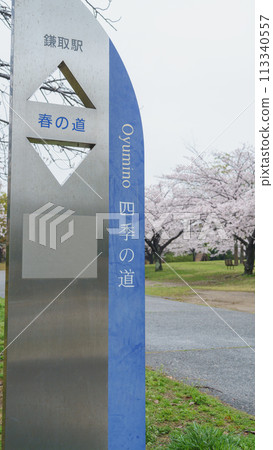[Chiba City, Chiba Prefecture] Oyumino Harumichi Park and cherry blossoms 113340557