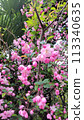 Pink daisy flower 113340635