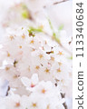 櫻花的柔和特寫 113340684