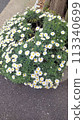 White margaret flower 113340699