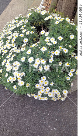 White margaret flower 113340699