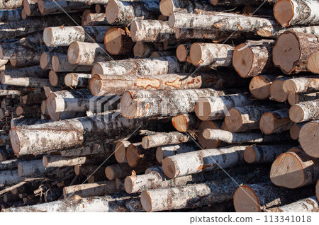 Stack of birch logs 113341018