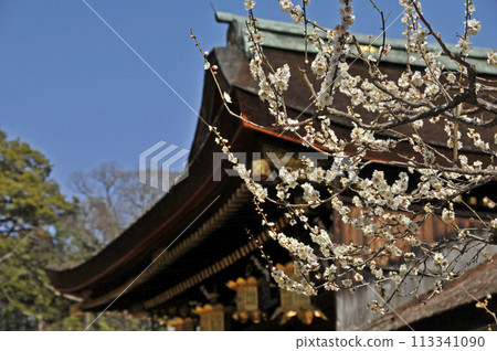 Beautiful white plum blossoms in full bloom 113341090