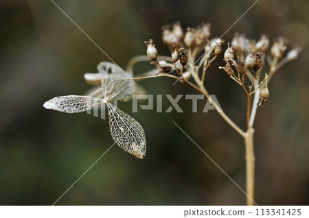 冬季的諾立次花 113341425