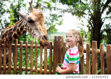 Kids feed giraffe at zoo. Children at safari park. Kids feed giraffe at zoo. Children at safari park. 113341453