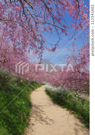 垂枝櫻花路 垂枝櫻花路 113341602