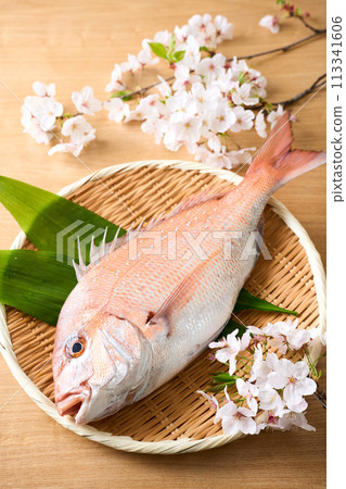 漏勺上的紅鯛魚 櫻花鯛魚 113341606