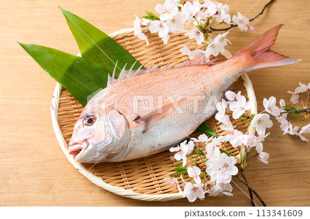 漏勺上的紅鯛魚 櫻花鯛魚 113341609