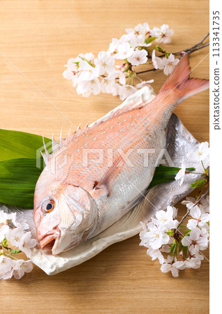 Red sea bream on a plate Sakuradai Red sea bream on a plate Sakuradai 113341735