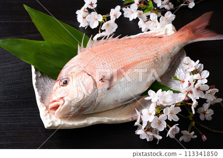 Red sea bream on a plate Sakuradai Red sea bream on a plate Sakuradai 113341850