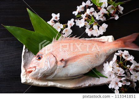 盤子裡的紅鯛魚 櫻花鯛魚 113341851