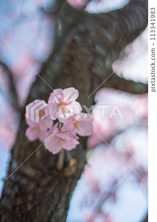 Cherry Blossoms	 113341983