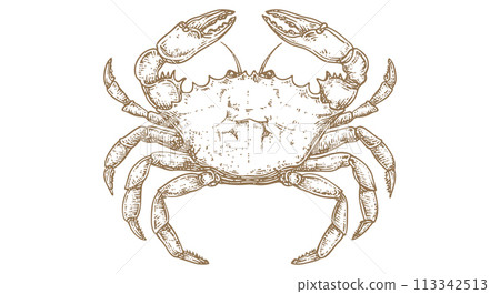 Crab, seafood, sketch. Vintage retro print, seafood crab sketch, sea life, ink pencil style drawing, engrave old school sketch, hand drawn. Sketch artwork crab, sign, sea symbol. Vector Illustration Crab, seafood, sketch. Vintage retro print, seafood crab sketch, sea life, ink pencil style drawing, engrave old school sketch, hand drawn. Sketch artwork crab, sign, sea symbol. Vector Illustration 113342513