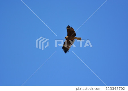 在藍天 在藍天 113342702