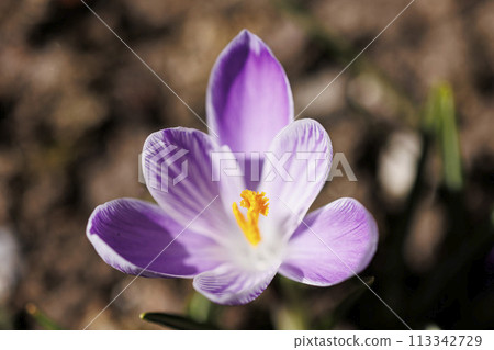 [Plants - Macro lens used] Crocuses blooming in Hakodate 113342729