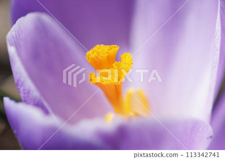 [Plants - Macro lens used] Crocuses blooming in Hakodate 113342741