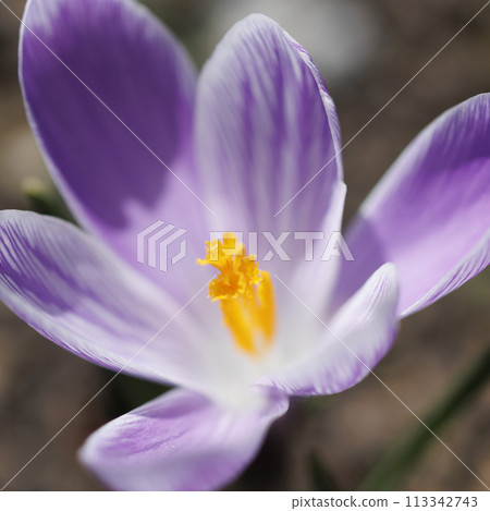 [植物/使用微距鏡頭]函館盛開的番紅花 113342743