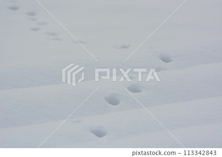 White snow scene 113342843