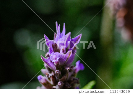 Macro close up of a flower purple lavender with a greenery trees and bushes Macro close up of a flower purple lavender with a greenery trees and bushes 113343039