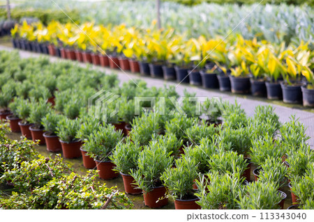 Rows of pots with rosemary sprouts in greenhouse Rows of pots with rosemary sprouts in greenhouse 113343040
