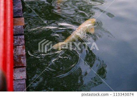 Fancy colorful Koi carp fish in the Japanese gargen Fancy colorful Koi carp fish in the Japanese gargen 113343074
