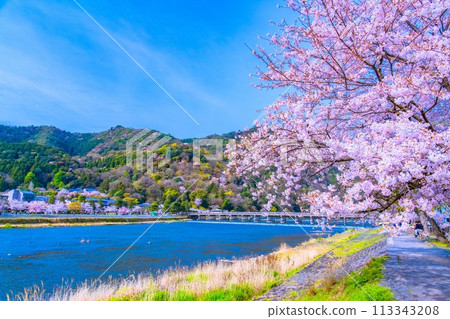 Cherry blossoms at Arashiyama and Togetsu bridge 113343208