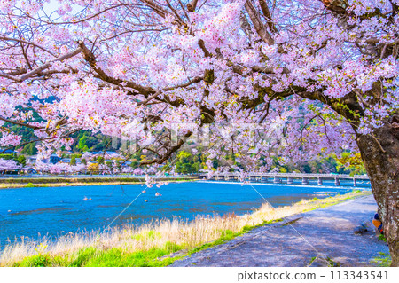 Cherry blossoms at Arashiyama and Togetsu bridge Cherry blossoms at Arashiyama and Togetsu bridge 113343541