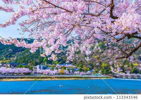 Cherry blossoms in Arashiyama, Kyoto 113343546