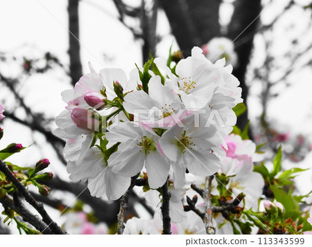 Cherry blossoms Kirigaya Prunus×lannesiana Cherry blossoms Kirigaya Prunus×lannesiana 113343599