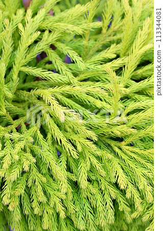 Japanese, cedar and plant leaf in nature environment or outdoor ecosystem for green leaves, closeup or growth. Forest, bush and branches in woods or rural foliage in garden, outside or countryside Japanese, cedar and plant leaf in nature environment or outdoor ecosystem for green leaves, closeup or growth. Forest, bush and branches in woods or rural foliage in garden, outside or countryside 113344081