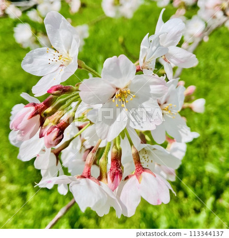 櫻花 櫻花 113344137