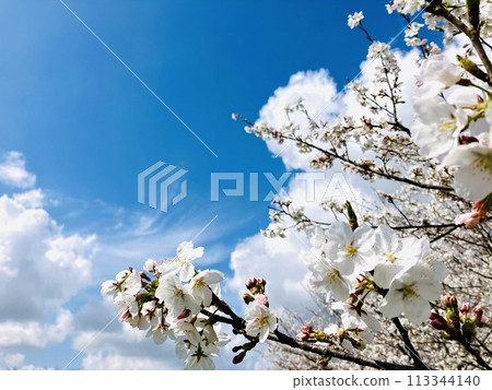 Sakura that shines in the blue sky 113344140
