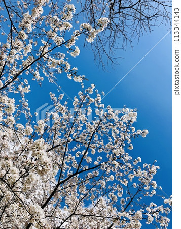 Sakura that shines in the blue sky 113344143