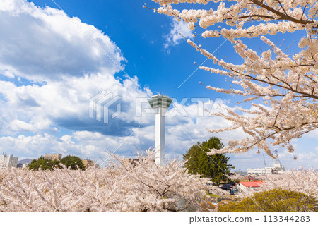 北海道函館五稜郭公園的櫻花 05 北海道函館五稜郭公園的櫻花 05 113344283