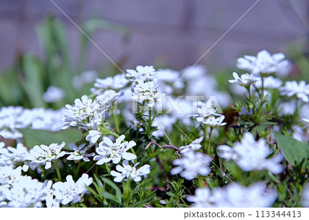 Iberis Iberis 113344413