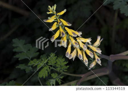 Kikeman Kikeman 113344519