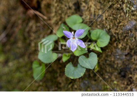 Viola grypocera 113344553